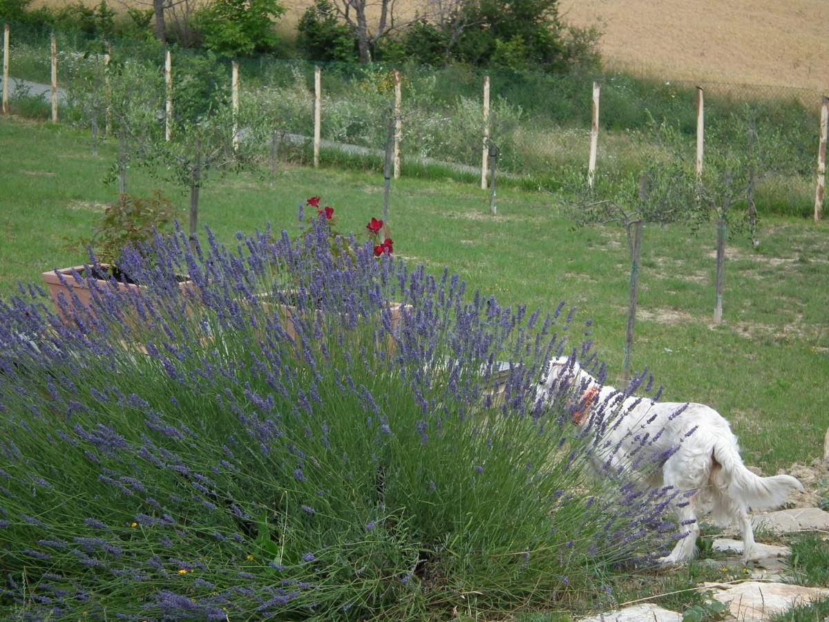 Case Brizi Assisi Dış mekan fotoğraf